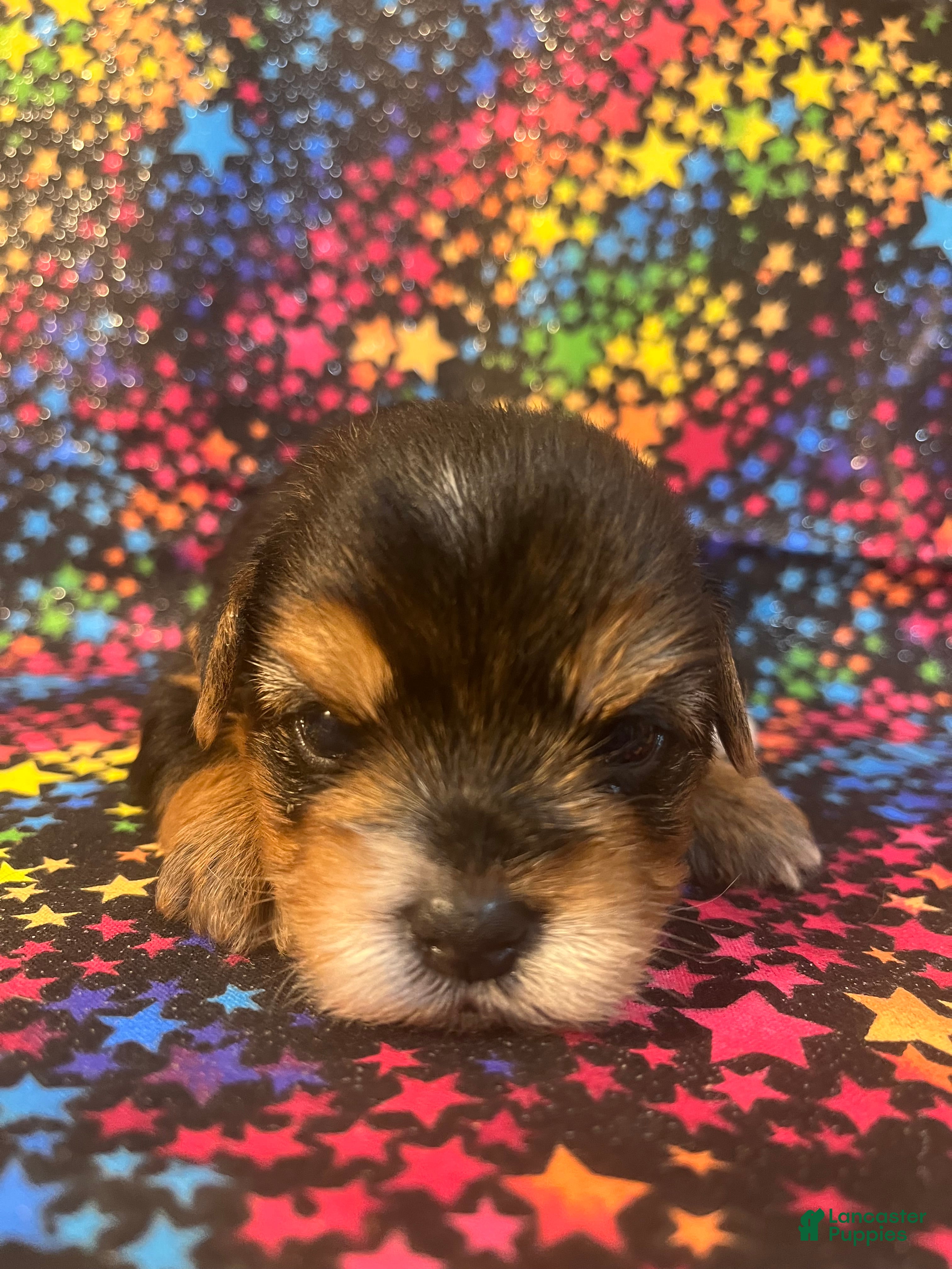 Yorkshire Terrier dogs for sale: Yorkshire Terrier 1 boy - Ad 2