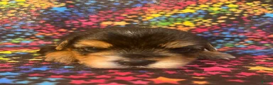 Yorkshire Terrier 1 boy