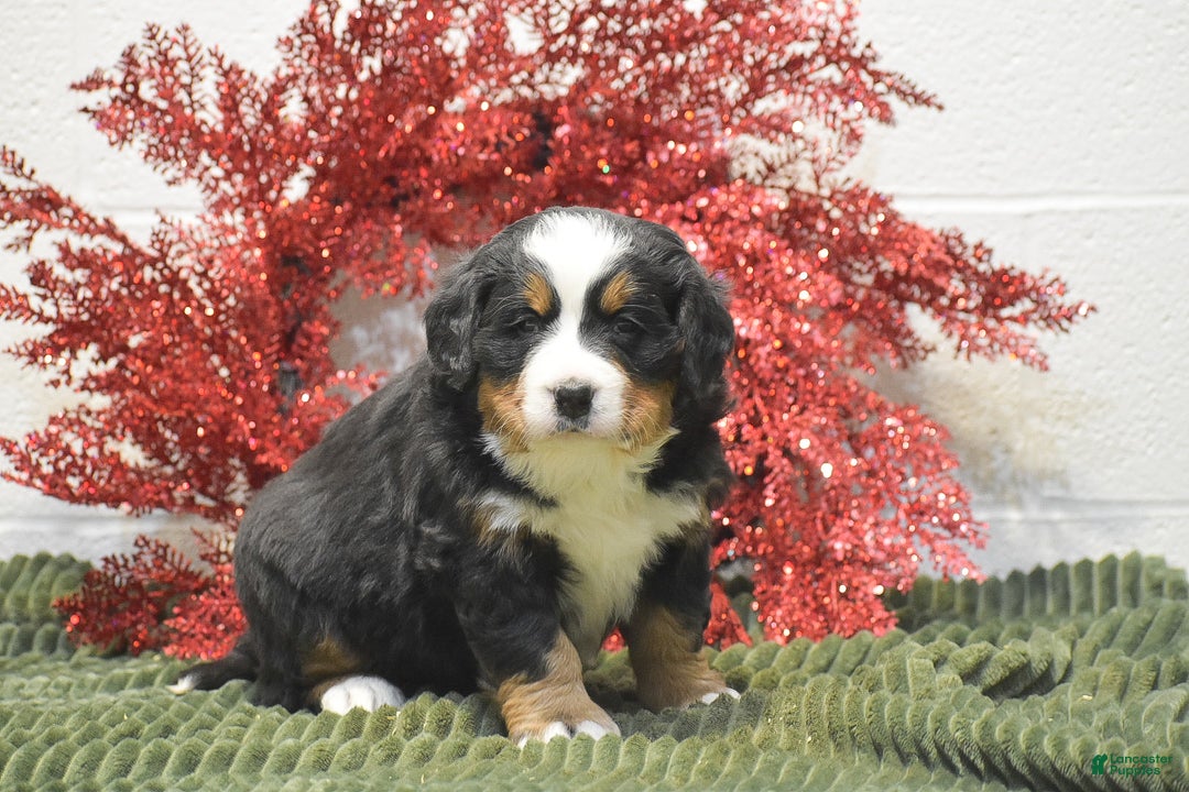 Bernese Mountain Dog dogs for sale: Caroline - Ad 3