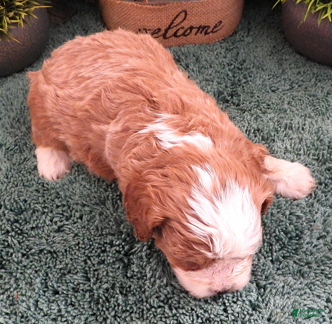 Cavapoo dogs for sale: Cavapoo Female #4 (Autumn's) - Ad 4