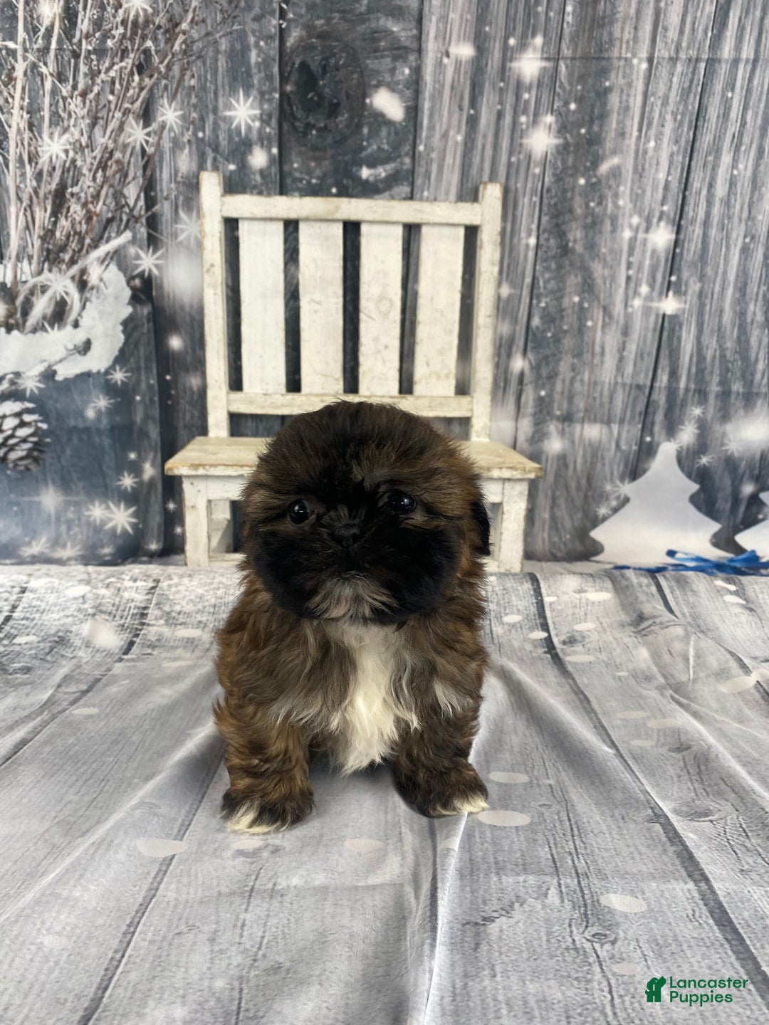 Shih Tzu dogs for sale: Mochi - Ad 6