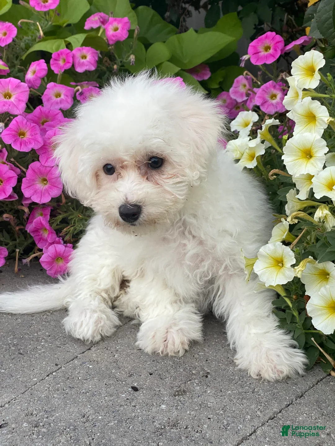 Bichon Frise dogs for sale: Bailey - Ad 2