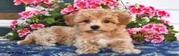 Maltipoo dogs for sale: Cody - Ad 1