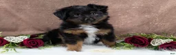 Toy Australian Shepherd dogs for sale: Bronson - Ad 1