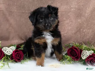 Toy Australian Shepherd dogs Bronson - Ad 2