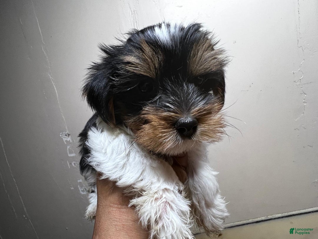 Biewer Terrier dogs for sale: Puppy - Ad 4