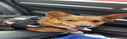 American Corgi dogs for sale: Tricolor Male - Leonardo - Ad 3