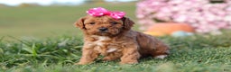 Cavapoo dogs for sale: Bella - Ad 1