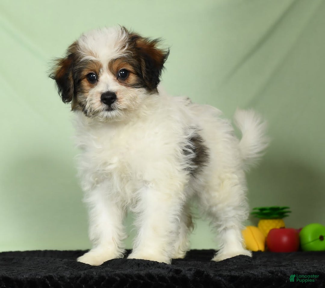 Dog Breed Champion Bichon Frise Puppies For Sale Bichon Frise