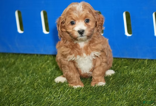 Cavapoo dogs Dallas - Ad 8