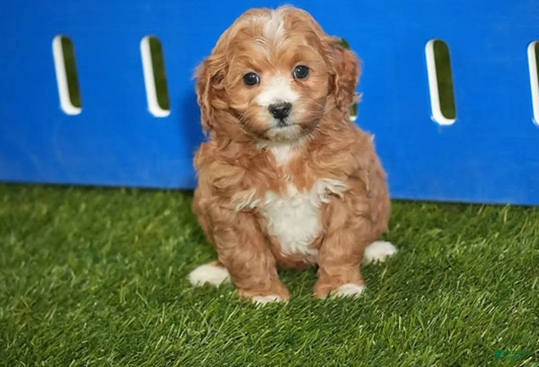 Cavapoo dogs for sale: Dallas - Ad 1