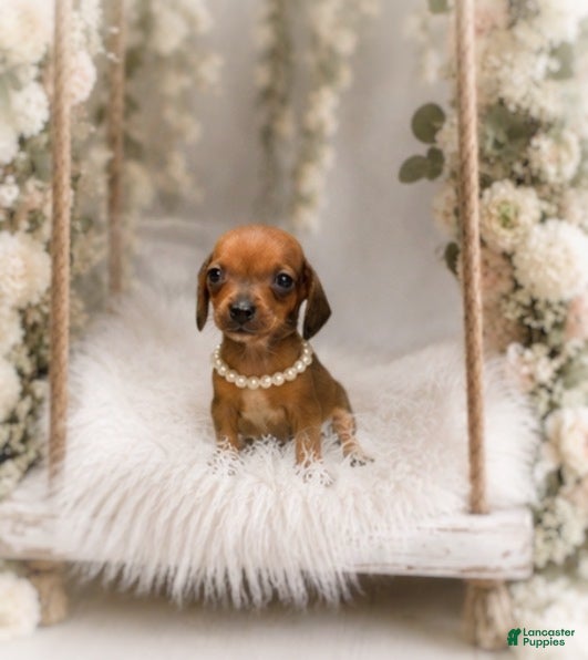 Miniature Dachshund dogs Francisca.  0.10 lbs on 6/30 - Ad 1