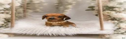 Miniature Dachshund dogs for sale: Francisca.  0.10 lbs on 6/30 - Ad 1
