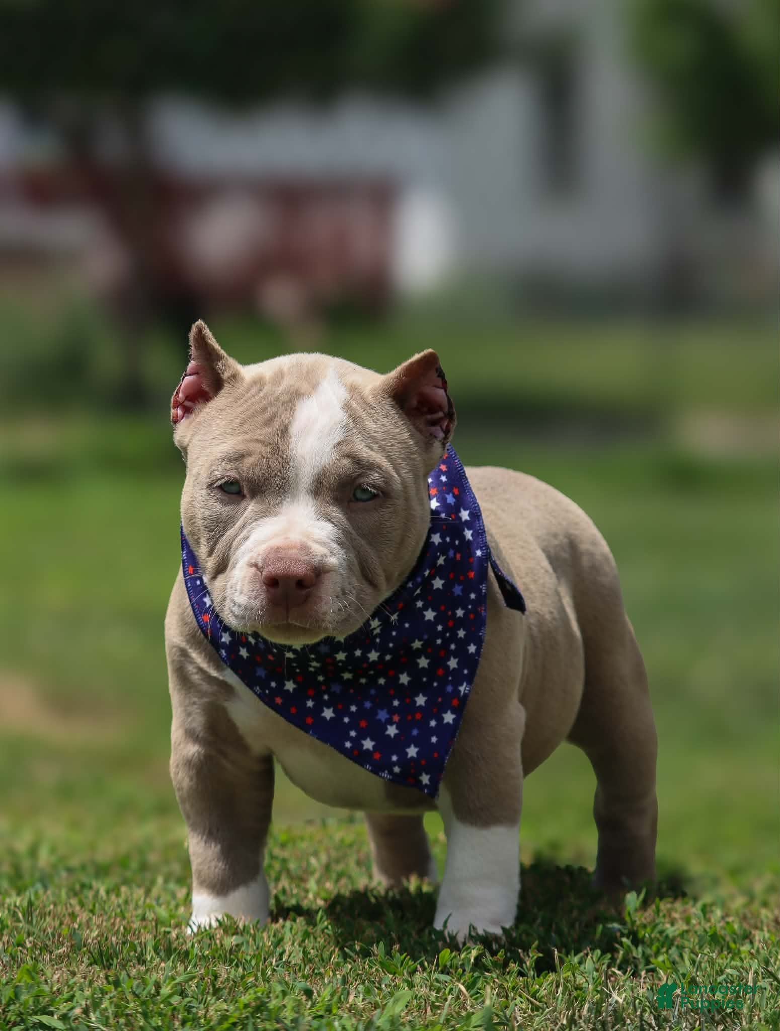 American Bully dogs American Bully 6 - Ad 42