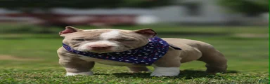 American Bully 6