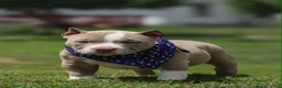 American Bully dogs for sale: American Bully 6 - Ad 1