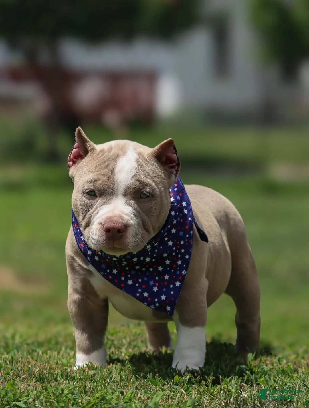 American Bully dogs for sale: American Bully 6 - Ad 1