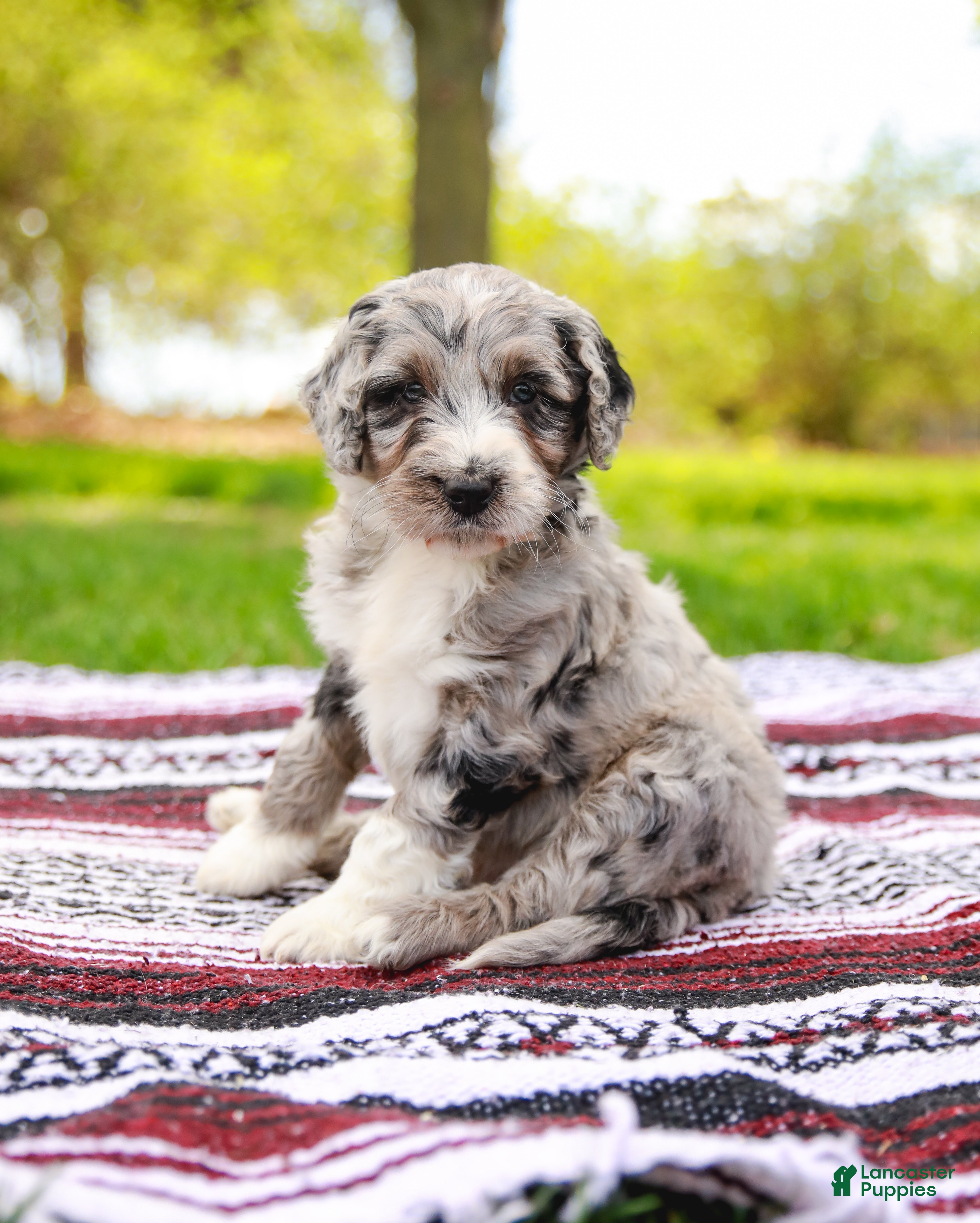 Aussiedoodle dogs Drew Standard - Ad 1