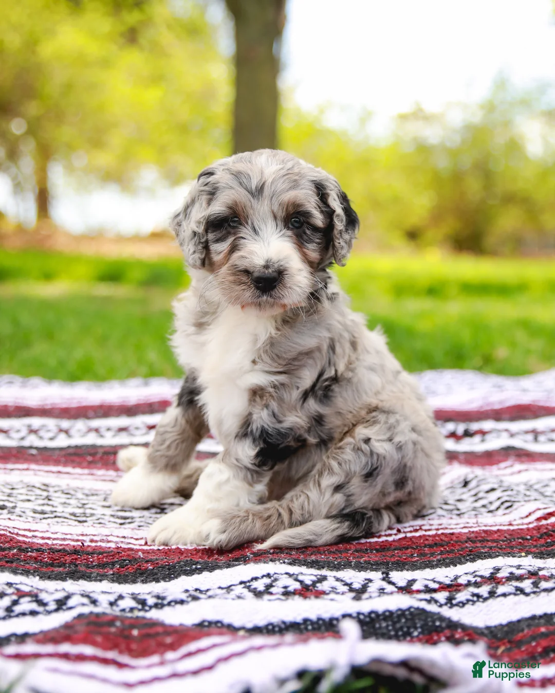 Aussiedoodle dogs for sale: Drew Standard - Ad 1