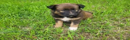 Mixed Breed dogs for sale: Ashley  - Ad 2