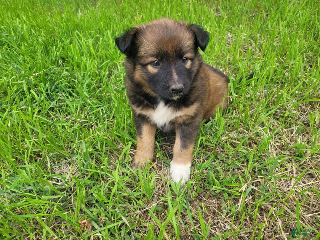 Mixed Breed dogs for sale: Ashley  - Ad 2
