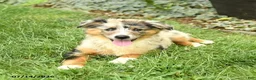 Australian Shepherd dogs for sale: Rhoda - Ad 5