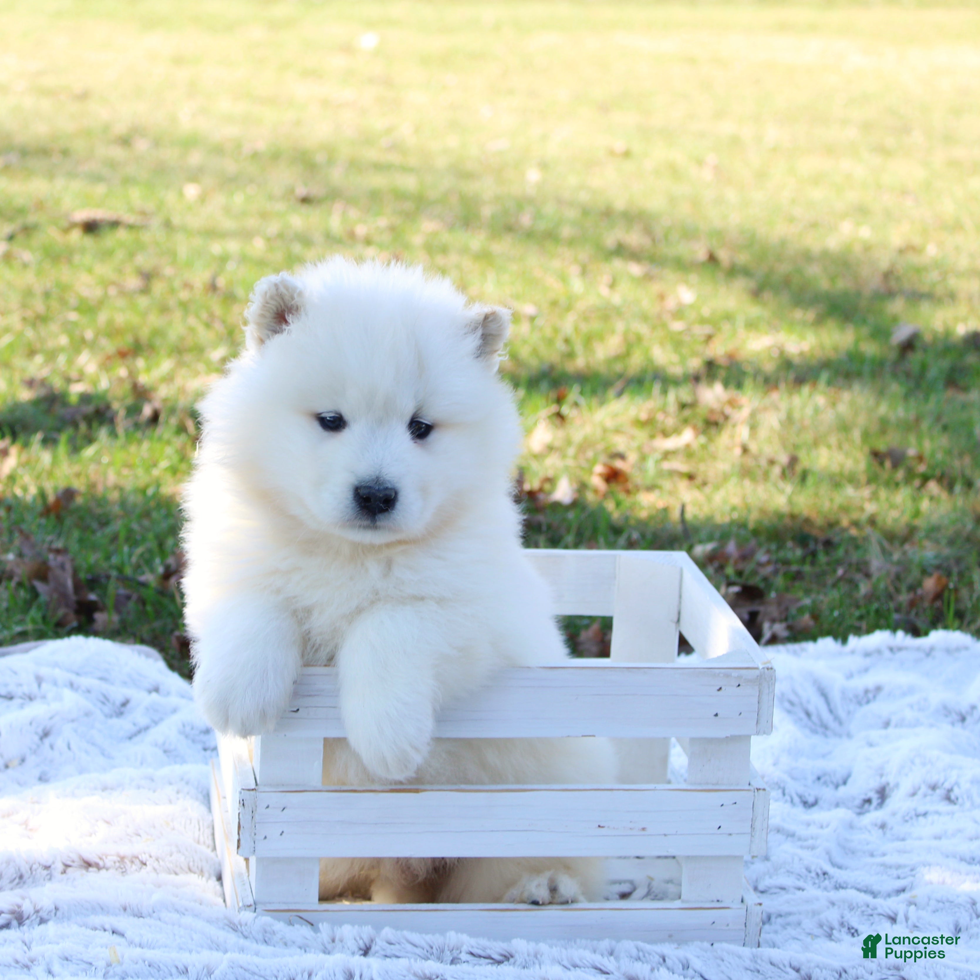 Samoyed dogs Samoyed Puppy 6 - Ad 1