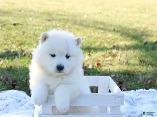 Samoyed dogs for sale: Samoyed Puppy 6 - Ad 1