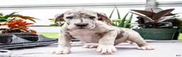 Great Dane dogs for sale: Mozark - Ad 4