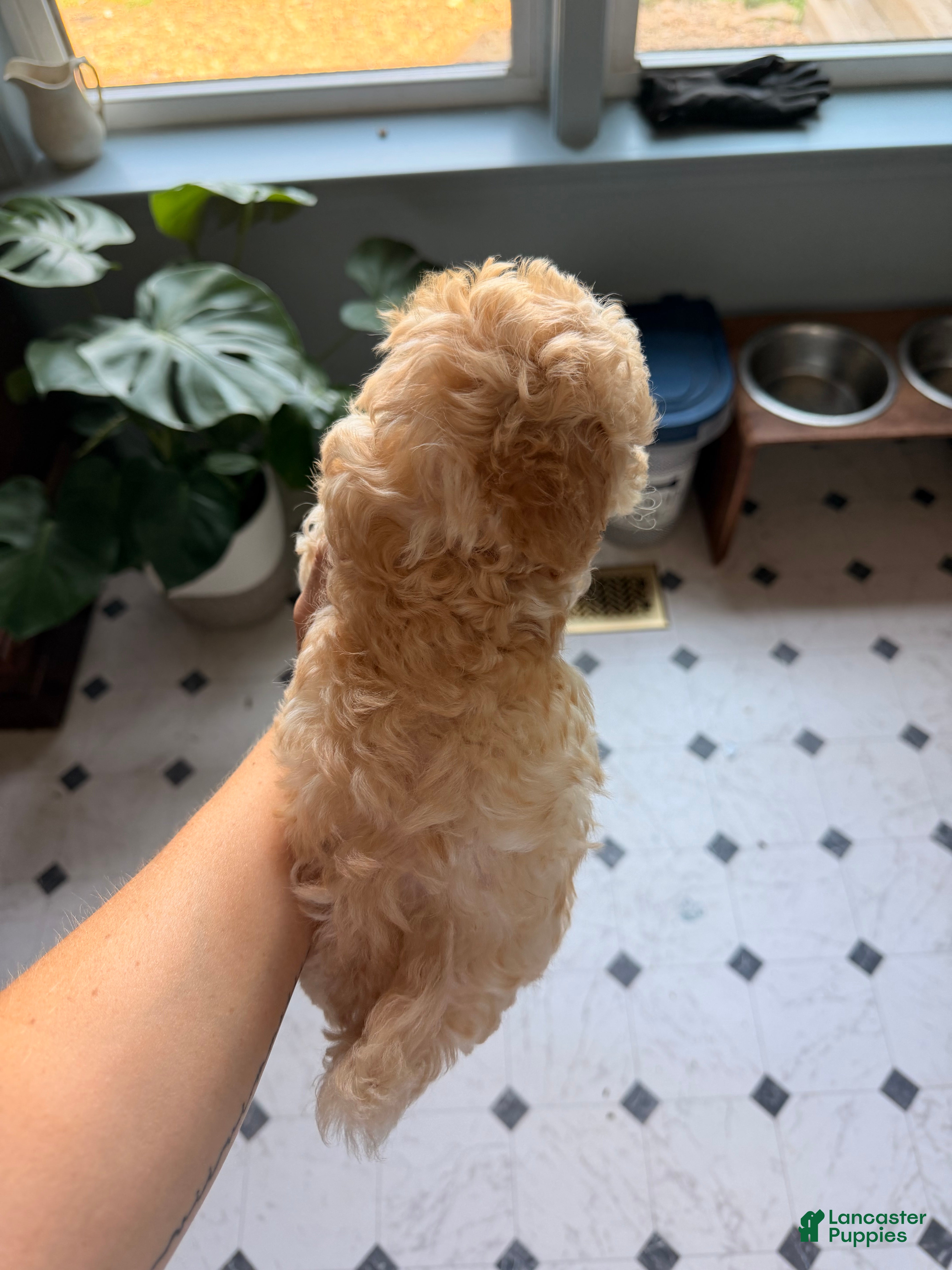 Maltipoo dogs Maltipoo 1 - Ad 2