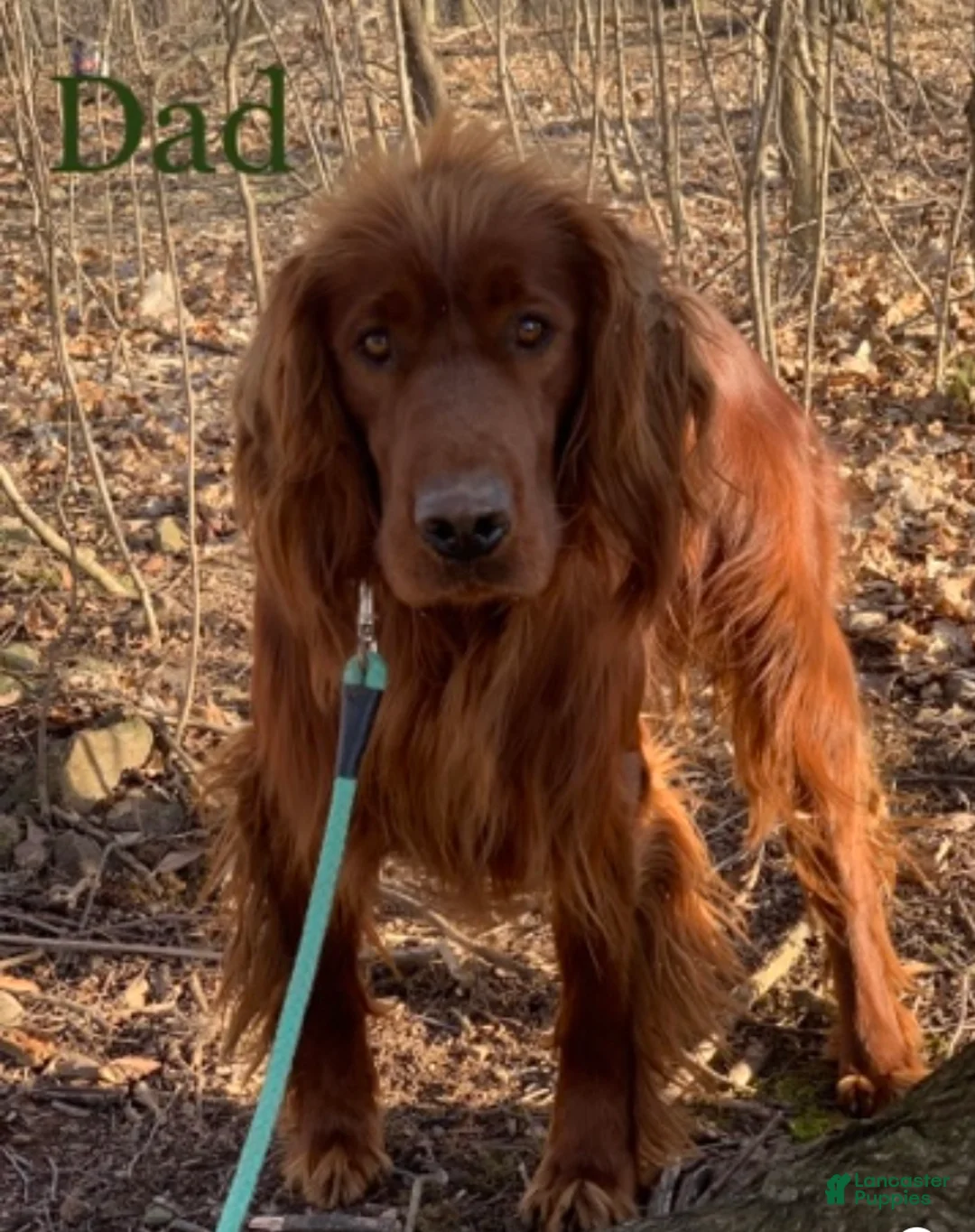 Irish Setter dogs for sale: Sally - Ad 15
