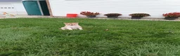 Pomsky dogs for sale: Bear - Ad 1