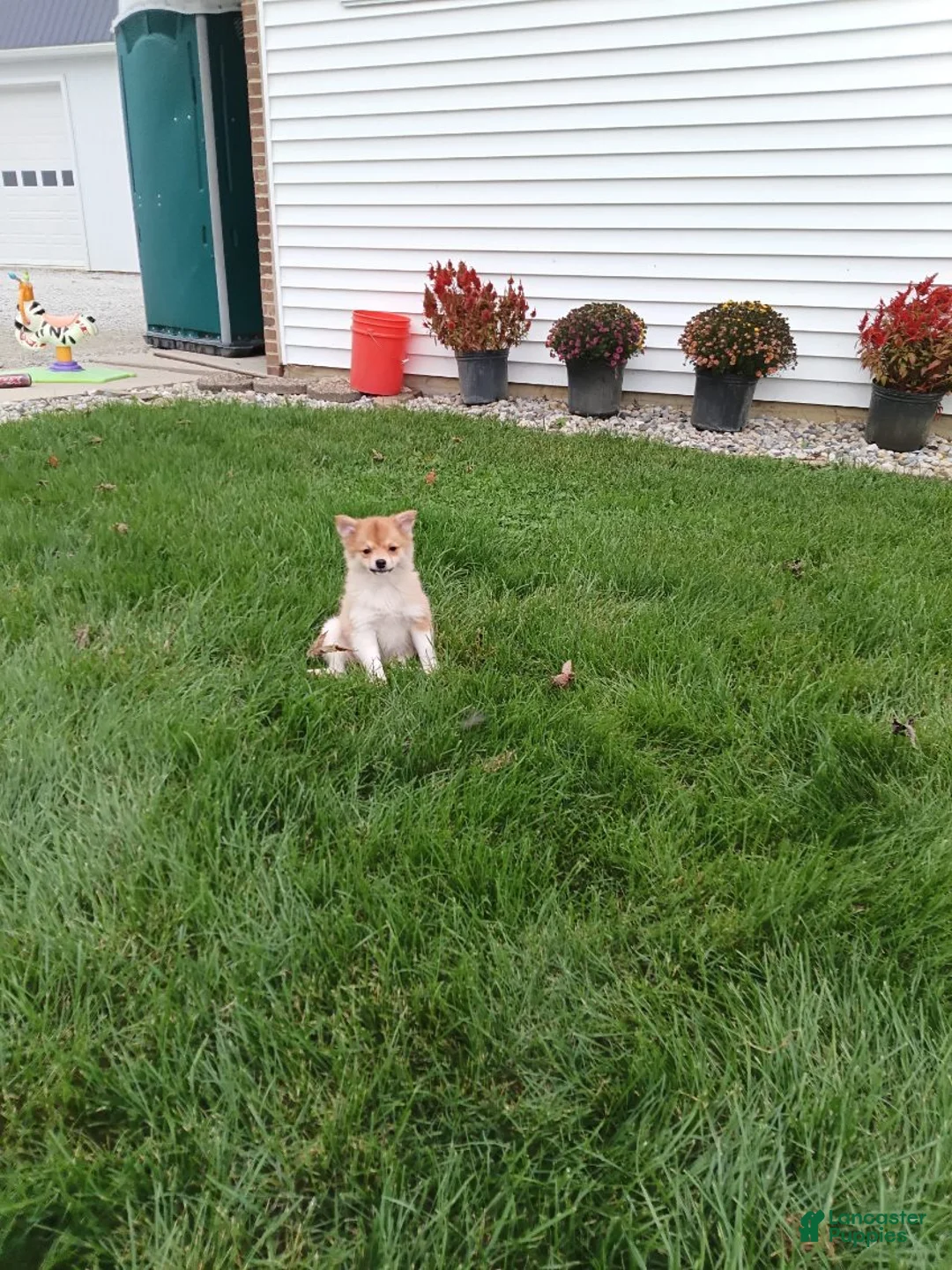 Pomsky dogs for sale: Bear - Ad 1