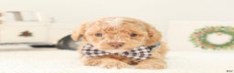 Toy Poodle dogs for sale: Prancer - Ad 2