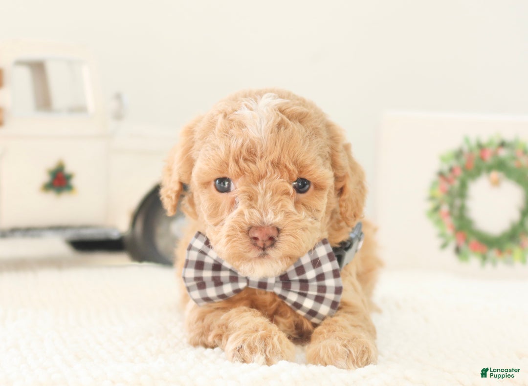 Toy Poodle dogs for sale: Prancer - Ad 2