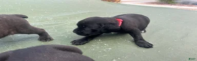 Cane Corso Puppy 1