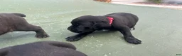 Cane Corso dogs for sale: Cane Corso Puppy 1 - Ad 1