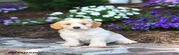 Mini Bernedoodle dogs for sale: Paris - Ad 2
