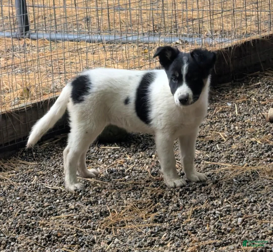 Border Collie dogs for sale: Border Collie 2 - Ad 2