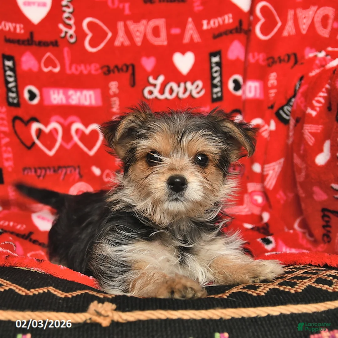 Morkie dogs for sale: Betty   - Ad 4