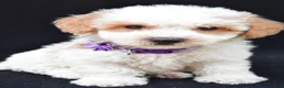 Maltipoo dogs for sale: Lucy - Ad 6