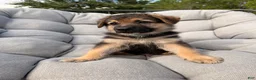 German Shepherd dogs for sale: Milo - Ad 5