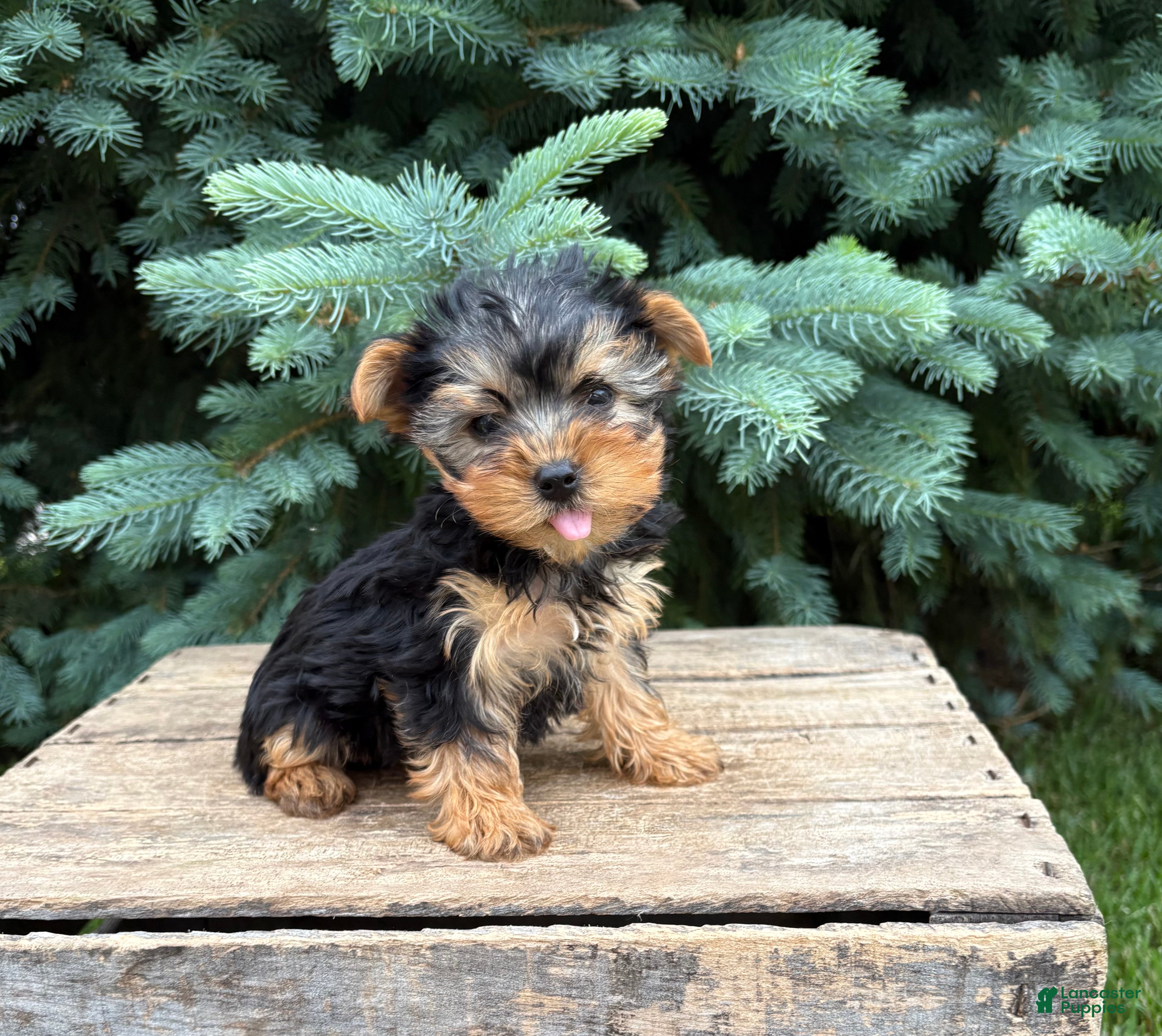 Yorkshire Terrier dogs Jax - Ad 1