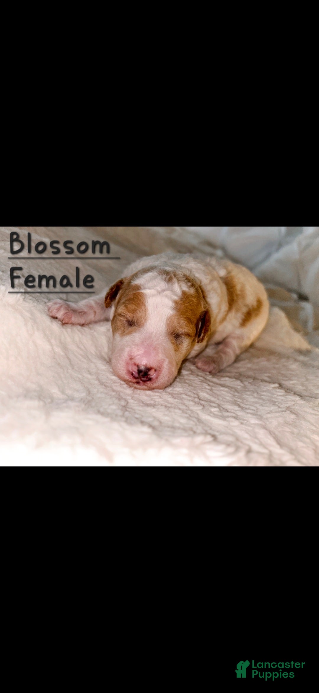 Mini Goldendoodle dogs for sale: Blossom - Ad 3