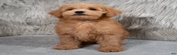 Mini Goldendoodle dogs for sale: Hank ID: 3860 - Ad 2