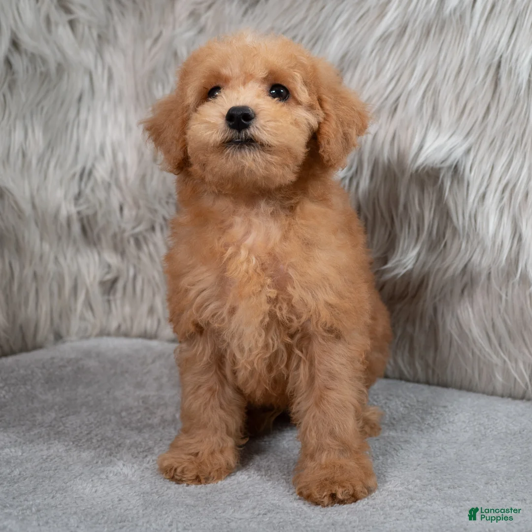 Mini Goldendoodle dogs for sale: Hank ID: 3860 - Ad 2