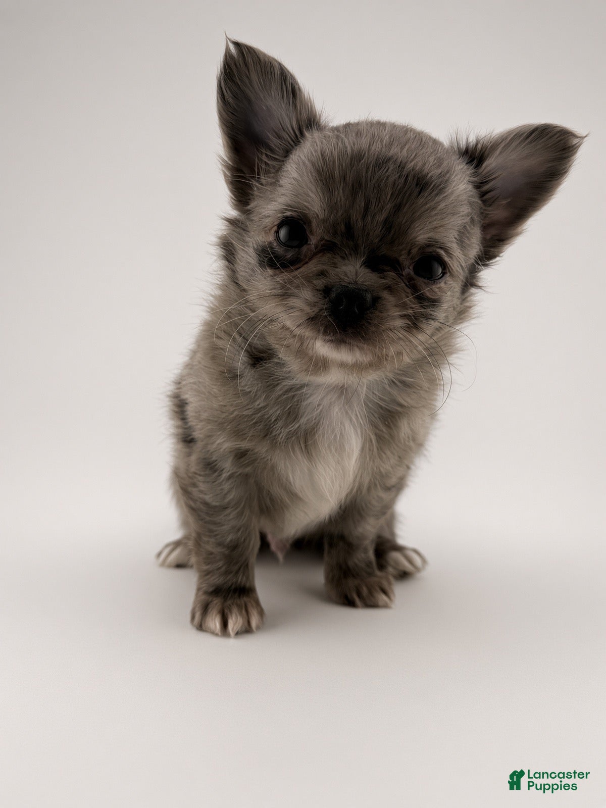 Chihuahua dogs Chihuahua 1 - Ad 1