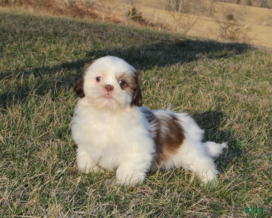 Shih Tzu dogs for sale: Spot - Ad 2