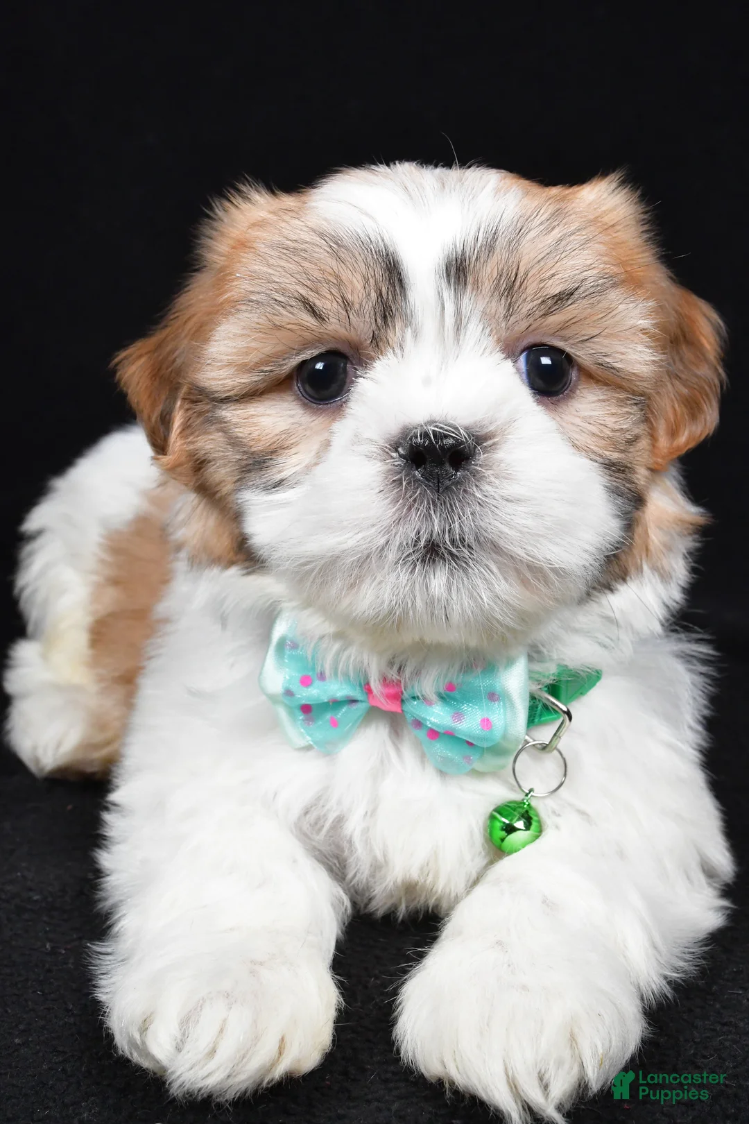 Shih Tzu dogs for sale: Hal - Ad 4