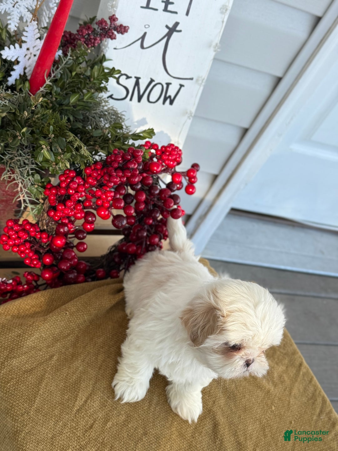 Shih Tzu dogs for sale: Pearl - Ad 4